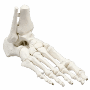 Squelette pied – Modèle anatomique détaillé.